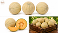Cantaloupes (1-lb)