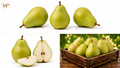 D_anjouPears (1-lb)