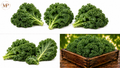 Organic Green Kale (1-lb)