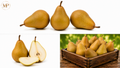 Bosc Pears (1-lb)