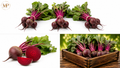 Organic Bunch Beet (1-lb)