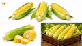Corn (1-lb)