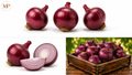 Red Onions (1-lb)