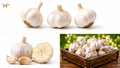 Garlic (1-lb)