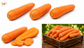 Organic  Cello Carrots (1-lb)