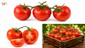 Vine Tomatoes (1-lb)