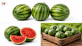 Organic Mini Watermelon (1-lb)