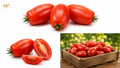 Plum Tomatoes (1-lb)