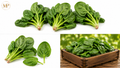 Spinach (1-lb)