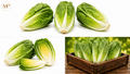 Romaine Lettuce (1-lb)