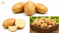 Idaho Potatoes (1-lb)